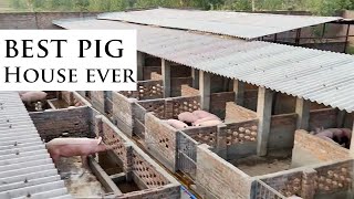 You Will Love This Style Of Modern Pig House Building Modern Pig Farming Success [upl. by Ardnuassac]