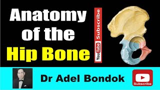 Anatomy of the Hip Bone Osteology Dr Adel Bondok Making Anatomy Simple [upl. by Nlycaj]