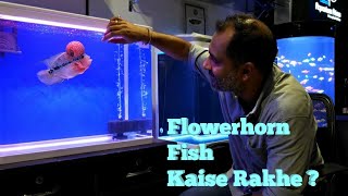 How to Keep Flowerhorn Fish Flowerhorn Fish Tank [upl. by Ainavi70]