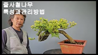 줄사철나무 Euonymus fortunei 분재 특성과 관리방법 [upl. by Yanffit]