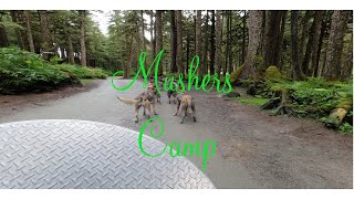 Mushers Camp Dog sledding summer camp [upl. by Erdnuaed]