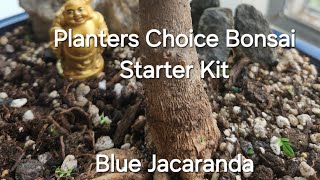 Planters Choice Bonsai Starter Kit  Blue Jacaranda  Bonsai Wiring [upl. by Adarbil]