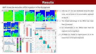 Rhizosphere interface microbiome reassembly by arbuscular mycorrhizal fungi weaken cadmium migration [upl. by Brigitte910]