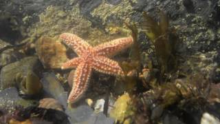 Common starfish moving in a rockpool real time Cornwall UK [upl. by Valerle]