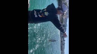 Mini Kahawai 🎣📌 Wellington fishing wellington nz daiwa [upl. by Laflam266]