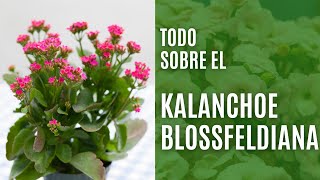 Kalanchoe blossfeldiana características y cuidados [upl. by Siana]