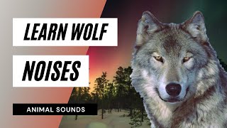 Learn Wolf Sounds  Animation [upl. by Bergeron]