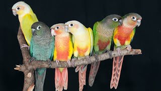 green cheek conure sound parrots bird Birds singing [upl. by Nyssa879]