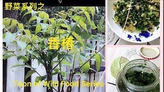 野菜系列之 香椿 Toona sinensis of Wild Food Series ｜Ep18 [upl. by Assylla296]