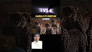 Gazelle vs cheetah subscribe cheetah gazelle viralvideo shortsviral [upl. by Patterson]