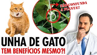 Unha de Gato para que serve e como usar com segurança planta medicinal [upl. by Naujet]