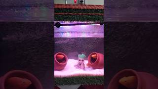 Fish tank fish fishing fishinglife fishingvideo fishtank fishvideo tank fishtankideas meenu [upl. by Bertina]