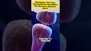 Synapses The Tiny Connections That Make Our Nervous System Work acnnlifearena shortsvideo [upl. by Nadroj]