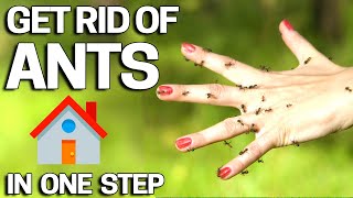 How to Get RID OF ANTS  Cheap amp Easy [upl. by Edualc]