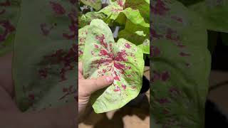 caladium plant [upl. by Leanor]