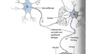 Film 1 Nervcell nervtråd nervsignal  frågor Källa httpwww1177se [upl. by Atnauqahs824]