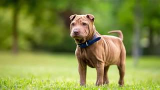 Miniature Shar Pei  small dog breed [upl. by Spieler716]