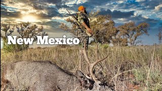 🔥CAZA de VENADO mula🦌2020 New Mexico Mule Deer Hunt [upl. by Liuka]