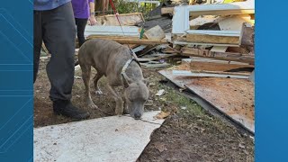 Dog recovered safely almost a week after Haymarket home explosion [upl. by Nuahsor]