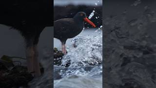 I’ve seen black oystercatchers take some splashes before but never really ride out a flow of water [upl. by Ahseiat817]