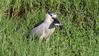 Black Crowned Night Heron [upl. by Eicam]