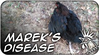 MAREKS DISEASE in chickens  Does my chicken have Mareks Disease 58 [upl. by Anna930]