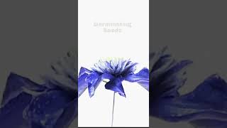 Fleur De Lis Blooming And Wilting Look So Beautiful  TimeLapse [upl. by Lucier]