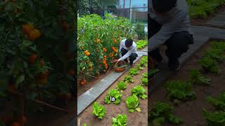 Es admirable cómo estas hombre cultiva verduras en su casa shorts [upl. by Ila]