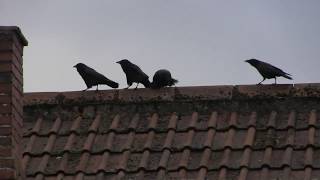 Four Crows on a rooftop discuss what to do next [upl. by Maxentia40]