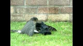 Hawk fighting with a Crow [upl. by Ramat]