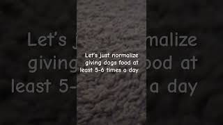 Let’s just normalize giving dogs food 2 times an hour [upl. by Ocirled]