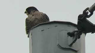 2024 Adult Peregrine Falcon Kent wa 1882163 [upl. by Kenleigh928]