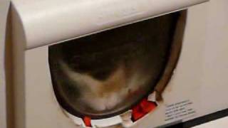 Staywell Magnetic Cat Flap Design Flaw [upl. by Ellehcal]