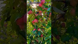 Apple garten 🍎🍏 Burgenland austria explore [upl. by Wendin]