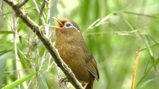 ガビチョウの鳴き声。（特定外来生物） [upl. by Nishi]