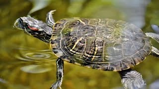 tartarughe dacqua dolce con pesci in acquario [upl. by Iosep]