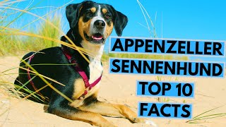 Appenzeller Sennenhund  TOP 10 Interesting Facts [upl. by Doak]