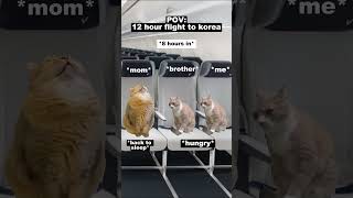 CAT MEMES 🐱 12 HOUR Flight To Korea catmemes relatable shorts viralvideo [upl. by Scarito883]