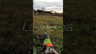 Dendaberri Pirlo  Caccia alla beccaccia in Lituania becasse beccaccia caccia hunting setter [upl. by Atse]