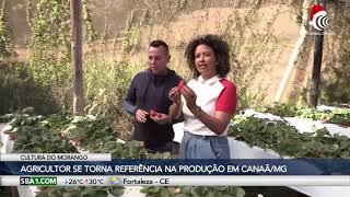 Agricultor se torna referência na produção de morango em CanaãMG [upl. by Assirhc]