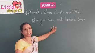 CLASS 3 LESSON 4 SCIENCE BIRDS THEIR BEAKS AND CLAWS PART 1 ONLINE VIDEO [upl. by Elma400]