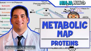 Metabolism  The Metabolic Map Proteins [upl. by Ylenaj]