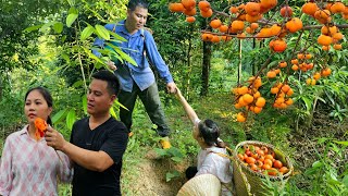 Together we harvest persimmons and go to the market sell them gardening and cooking country life [upl. by Inej]