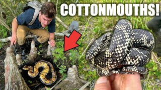 Outer Banks Snake Hunting Cottonmouths and King Snakes [upl. by Rambort]