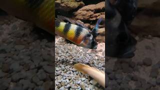 Haplochromis obliquidens cichlid shorts short fish [upl. by Jamin]