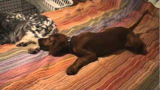 Irish Setter Puppy and English Setter Playing [upl. by Jacqui]