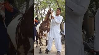 sherre print goat Masha Allah very beautiful [upl. by Swec]