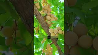 Why Ginkgo Fruit Turns Silver Underwater [upl. by Ardnasirk]