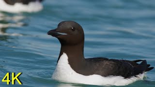 Dickschnabellumme u Papageitaucher  Thickbilled Murre and Puffin [upl. by Gonzalez236]