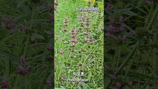 익모초 💝 motherwort [upl. by Sungam]